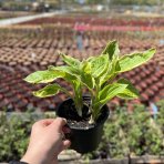 Funkia (Hosta) ‘SO SWEET’  – kont. C1,5L